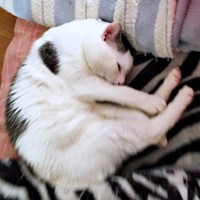 保護から2〜3カ月ほど経ったころ、安心して眠るしょうたくん（画像提供：きよダブシャインさん）