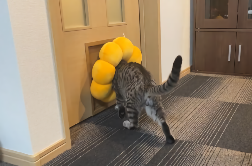 あれ？通れない…（飼い主さん提供）