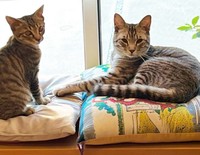 先住猫とも仲良しになりました