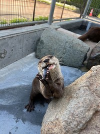 両手で魚を食べるスミレ　写真提供：周南市徳山動物園