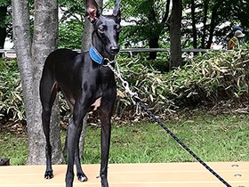 手足が長くて優しいイタリアングレーハウンドの「ジェット」