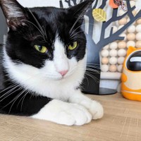 見守りカメラ導入。いろいろな便利グッズで猫と遊ぶ。