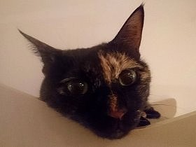 愛猫が赤ちゃん返り？　“オヤツよこせー”と繰り返す要求鳴き