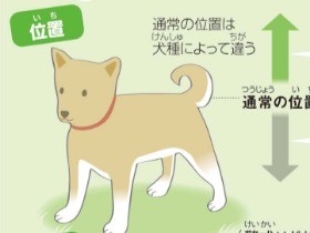 犬がしっぽを振るのはなぜ？　自分の気持ちを表している！　その意味をＱ＆Ａで解説