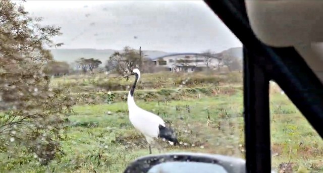 脇道に移動した鶴は周囲の様子をうかがいながらたたずんでいました（画像提供：マルピギアさん）
