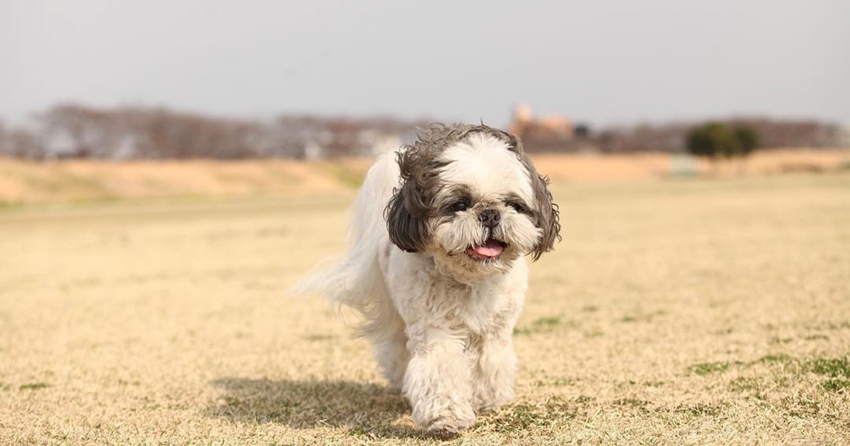 いっぱい歩いたね 目指せ成人式、14歳のシーズー「くー助」 | 「犬や猫
