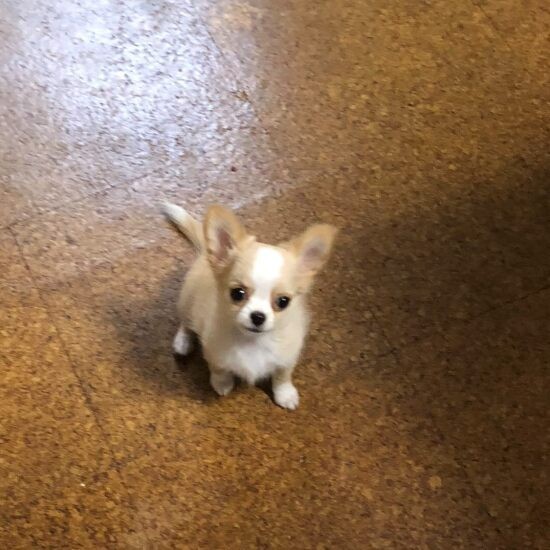 家にきたころの「ミミ」
