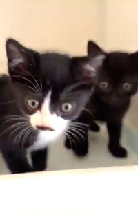 保護された子猫たちは元気です！（ hinataboccoさん提供、Xよりキャプチャ撮影）