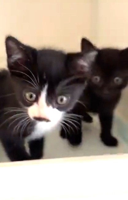 保護された子猫たちは元気です！（ hinataboccoさん提供、Xよりキャプチャ撮影）