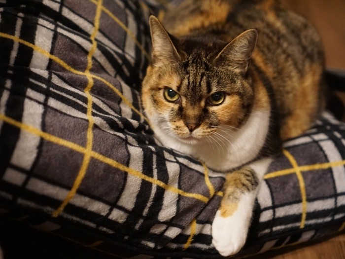 「美少女だから、もてちゃうのアタシ」