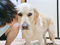 飼い主さんのパートナーからキスをされて複雑な表情を浮かべるロキくん（画像提供：ロキの相方さん）