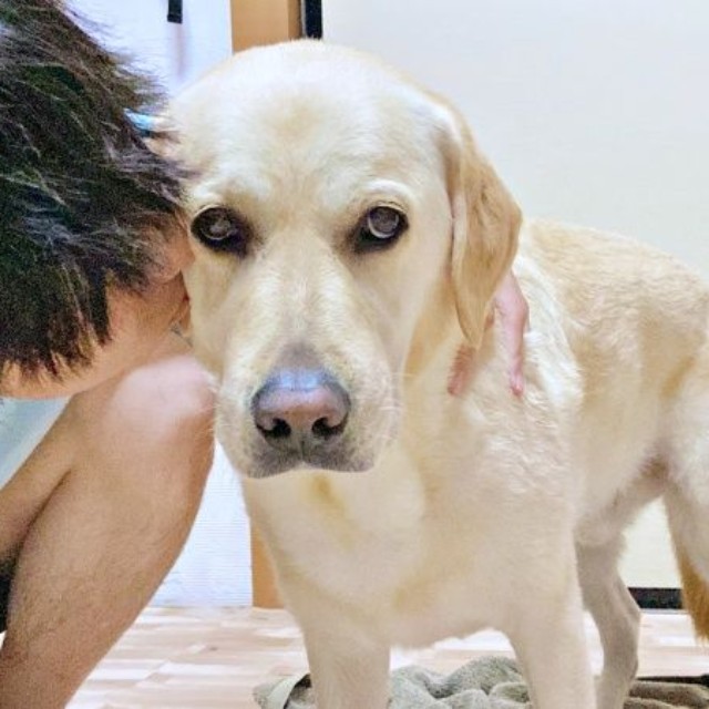 飼い主さんのパートナーからキスをされて複雑な表情を浮かべるロキくん（画像提供：ロキの相方さん）