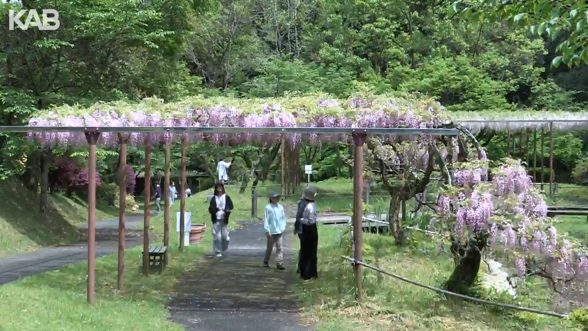 薄紫のカーテン！鹿央古代の森で藤の花が見頃に 5月6日まで「藤棚