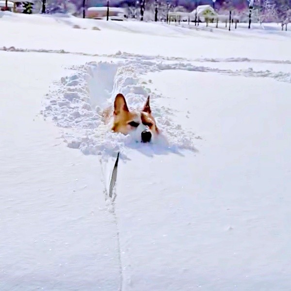 深雪に負けない「コーギーラッセル車」になったこいたろうくん（画像提供：看板犬こいたろうとtetさん）