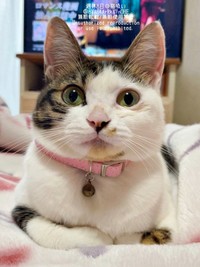 1歳になったねこさん。ふっくらとした美猫に（画像提供：週休8日の猫吸いさん）