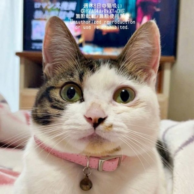 1歳になったねこさん。ふっくらとした美猫に（画像提供：週休8日の猫吸いさん）