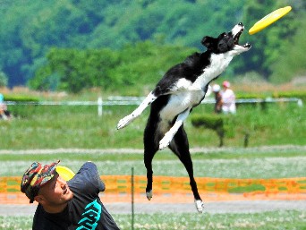 愛犬がキャッチ！　人犬一体で競う「ディスクドッグカップ」