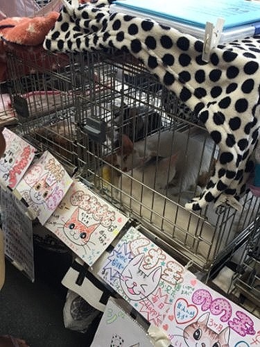 ハマチは「ぴぴ玉」として譲渡会に参加しました