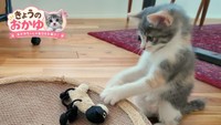 ぬいぐるみに狙いを定めるおかゆちゃん（提供：おかゆ生活さん）