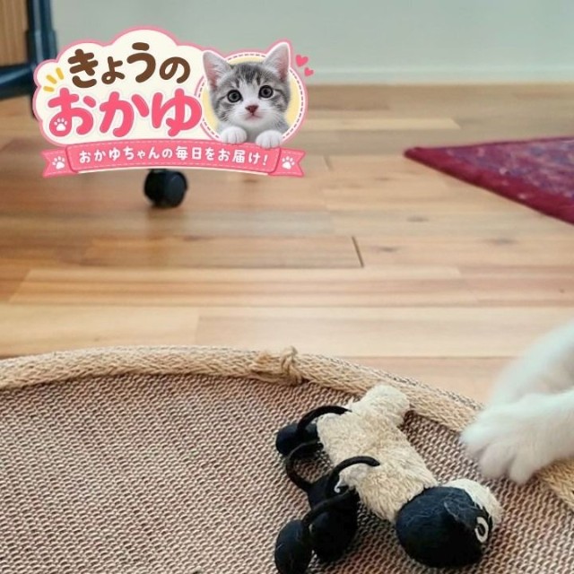 ぬいぐるみに狙いを定めるおかゆちゃん（提供：おかゆ生活さん）