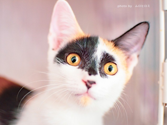 まるでヴェニスの仮面をつけたようなおしゃれな子。ただいま家族を募集中