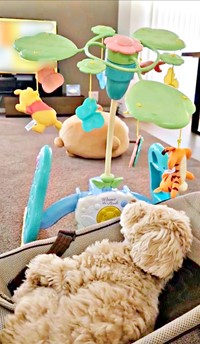 バウンサーの中でゴロン！ メリーを眺めるきぬくん（画像提供：きぬさん）