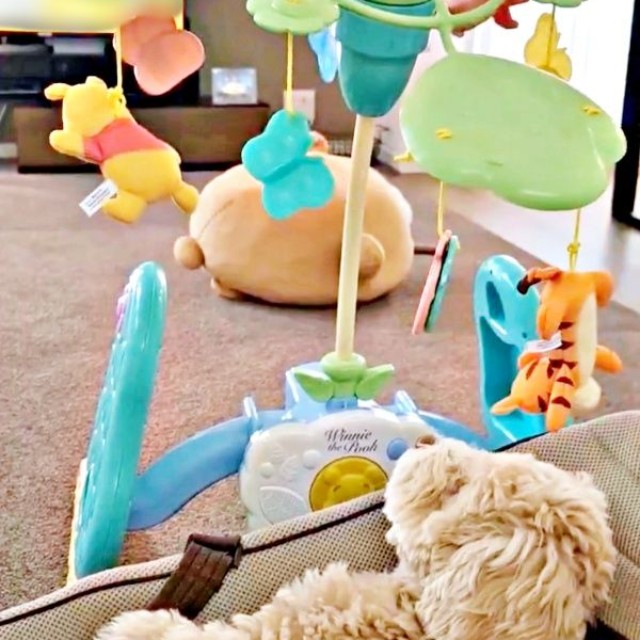 バウンサーの中でゴロン！ メリーを眺めるきぬくん（画像提供：きぬさん）