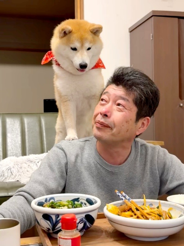 パパとはまるで恋人同士♡ 肩にちょこんとのった小雨ちゃん（画像提供：柴犬小雨さん）