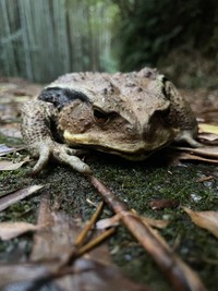 アズマヒキガエル（画像提供：よろたむさん）