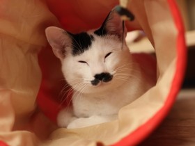 新しい家族と出会いたいな　「パナソニック保護犬猫譲渡会」に参加予定の猫（７）