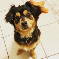 初トリミング後。「ボク、カッコよくなった？」