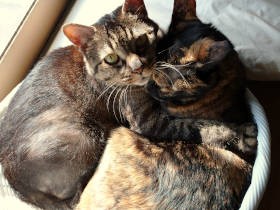 毛玉を吐く相棒猫を介抱、忙しい飼い主をそっと見守る　我が家の猫らに学ぶ気遣い術