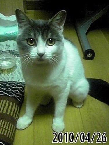 8年前の墨花ちゃん。このころから目力が強く、ビビり