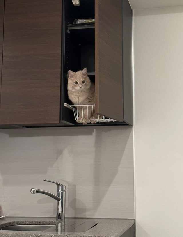 棚の中におさまる、きなこくん（画像提供：きなこさん）