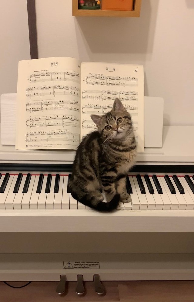飼い主さんが長時間ピアノを弾いていると、鍵盤の前に立ちふさがる生後４ヶ月の頃のもなかくん（画像提供：あんこともなか 充電ねこさん）