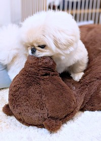 クマのぬいぐるみの上にのって鼻をカミカミするどんきちくん（画像提供：ペキのどんきちさん）