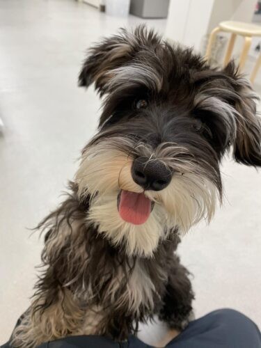 家にきたころの「Amulett」


