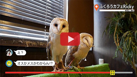 #468ふくろうカフェRicky②
