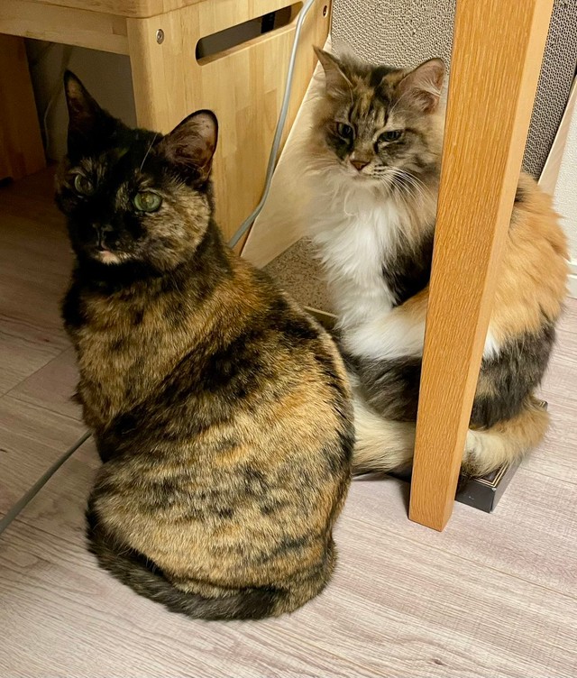 お留守番寂しかった！ そろってむくれる（手前から）りりちゃん、つくしちゃん（画像提供：りりつくさん）