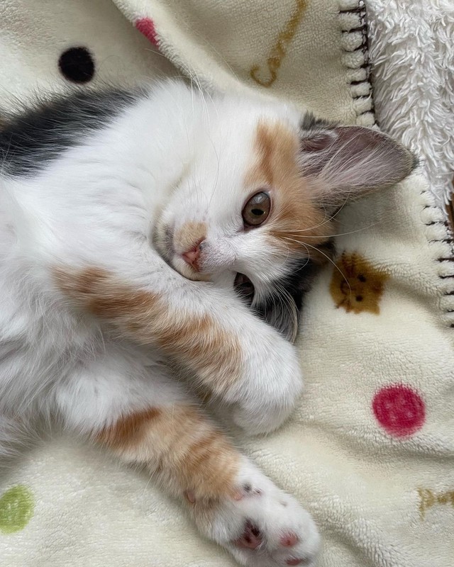 物思いにふけるお嬢様