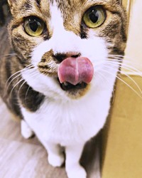 ペロッと舌を出すちーちゃん（画像提供：ミヤモトナオキさん）