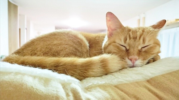 すやすやと気持ち良さそうに眠るこなちゃん（画像提供：ユンコロさん）