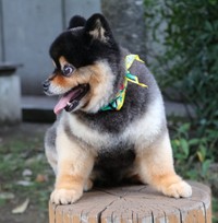 「たろ吉が丸太に乗ったらヒビがはいりました。どうだ。」というひと言とともに投稿されていた写真　画像提供：たろ吉(メスのポメ)の飼い主さん