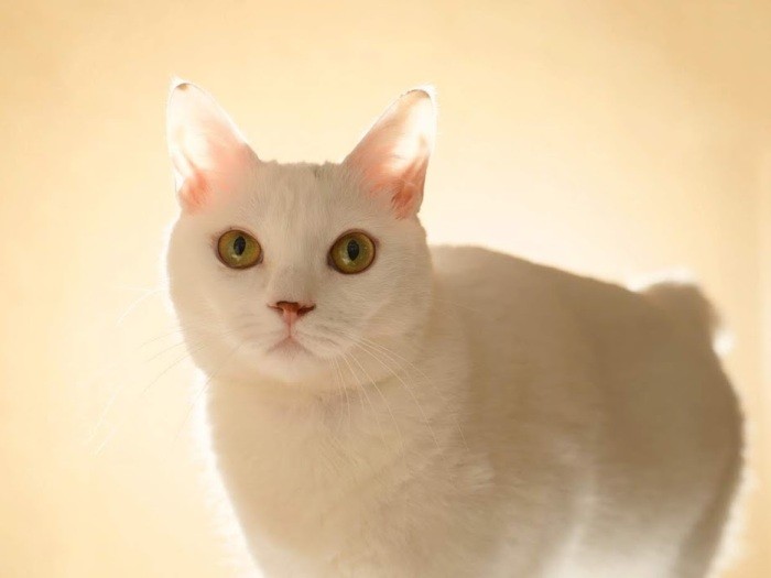 光の中のテト（吉田さん撮影）