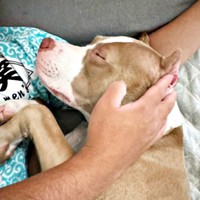 寒くなると腕枕で眠るアンちゃん（画像提供：アン-ANNE-さん）