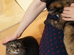 人気連載“猫アレ”のモモとあんず「いつまでも元気に！」