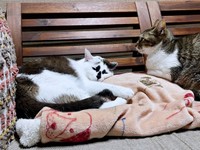 同居猫さんたちと仲良くくつろぐぽんくん（画像提供：シャイリーさん）