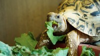 野菜を食べるヒョウモンガメ（Subin/stock.adobe.com）
