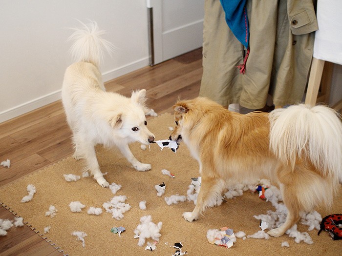 仲良く協力して散らかす