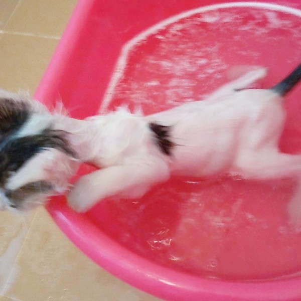 子猫時代、体をきれいに洗ってもらうあずきくん（画像提供：バニラさん）